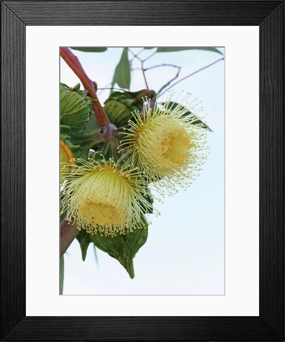 Framed Print : Yellow Eucalyptus Gum Blossom