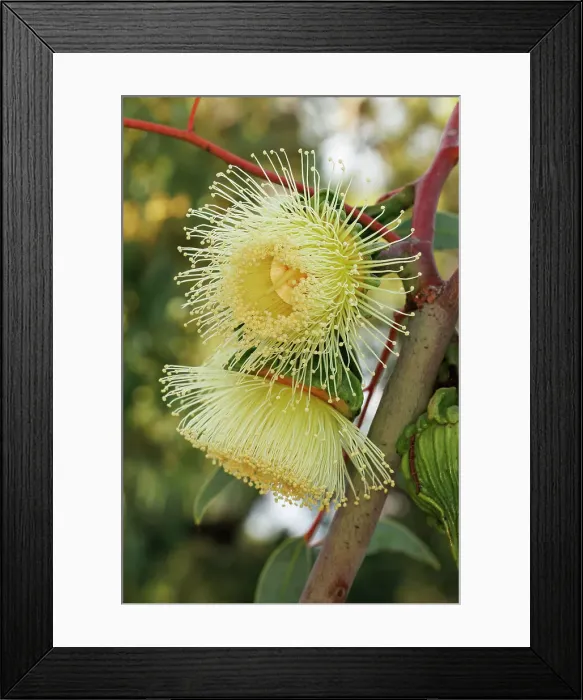 Framed Print : Yellow Eucalyptus Gum Blossom Framed Print : Yellow Eucalyptus Gum Blossom