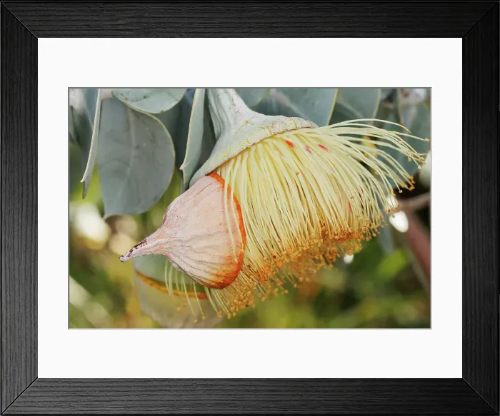 Framed Print : Yellow Eucalyptus Gum Blossom Framed Print : Yellow Eucalyptus Gum Blossom