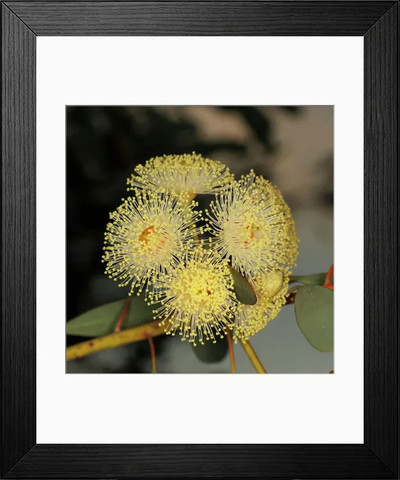 Framed Print : Yellow Eucalyptus Gum Blossom Framed Print : Yellow Eucalyptus Gum Blossom