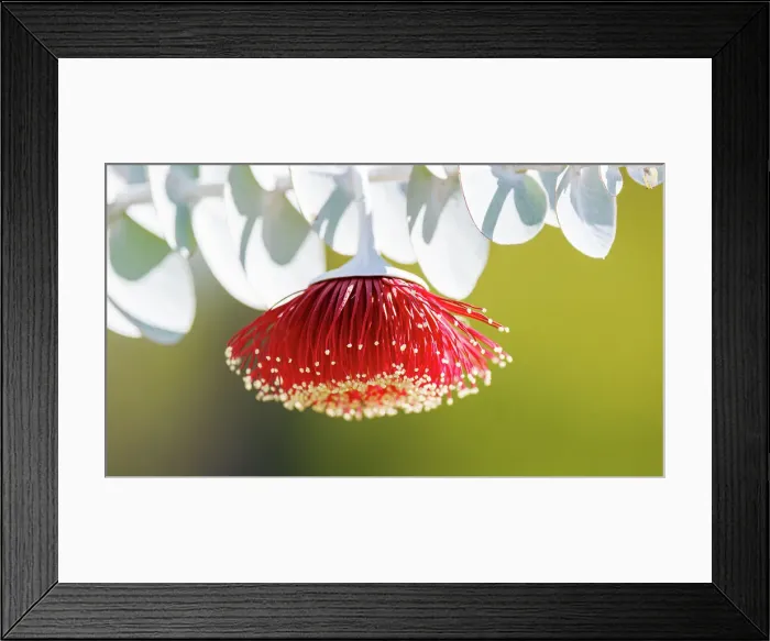 Framed Print : Red and Yellow Eucalyptus Gum Blossom - Eucalyptus macrocarpa, commonly known as mottlecah Framed Print : Red and Yellow Eucalyptus Gum Blossom - Eucalyptus macrocarpa, commonly known as mottlecah
