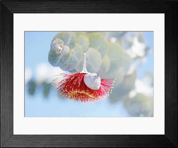 Framed Print : Red and Yellow Eucalyptus Gum Blossom - Eucalyptus macrocarpa, commonly known as mottlecah