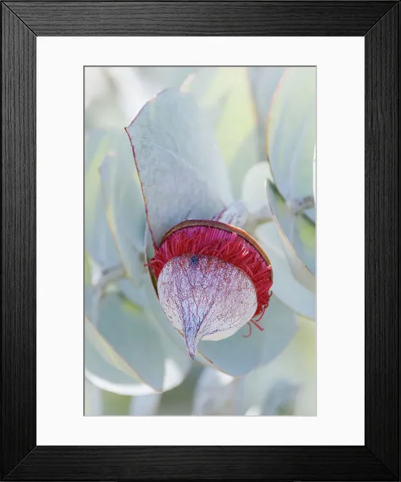 Framed Print : Red and Yellow Eucalyptus Gum Blossom - Eucalyptus macrocarpa, commonly known as mottlecah Framed Print : Red and Yellow Eucalyptus Gum Blossom - Eucalyptus macrocarpa, commonly known as mottlecah