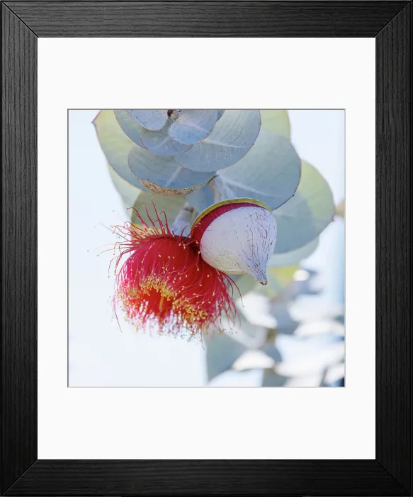 Framed Print : Red and Yellow Eucalyptus Gum Blossom - Eucalyptus macrocarpa, commonly known as mottlecah Framed Print : Red and Yellow Eucalyptus Gum Blossom - Eucalyptus macrocarpa, commonly known as mottlecah