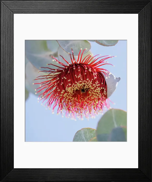 Framed Print : Red and Yellow Eucalyptus Gum Blossom - Eucalyptus macrocarpa, commonly known as mottlecah Framed Print : Red and Yellow Eucalyptus Gum Blossom - Eucalyptus macrocarpa, commonly known as mottlecah