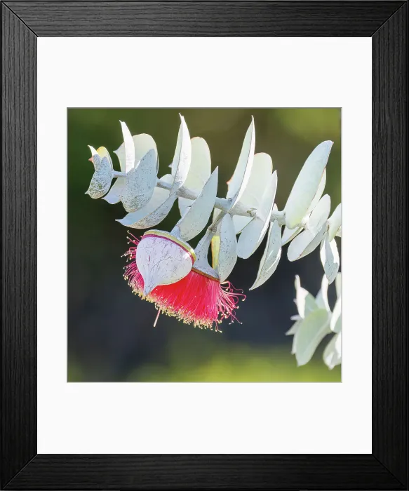 Framed Print : Red and Yellow Eucalyptus Gum Blossom - Eucalyptus macrocarpa, commonly known as mottlecah Framed Print : Red and Yellow Eucalyptus Gum Blossom - Eucalyptus macrocarpa, commonly known as mottlecah