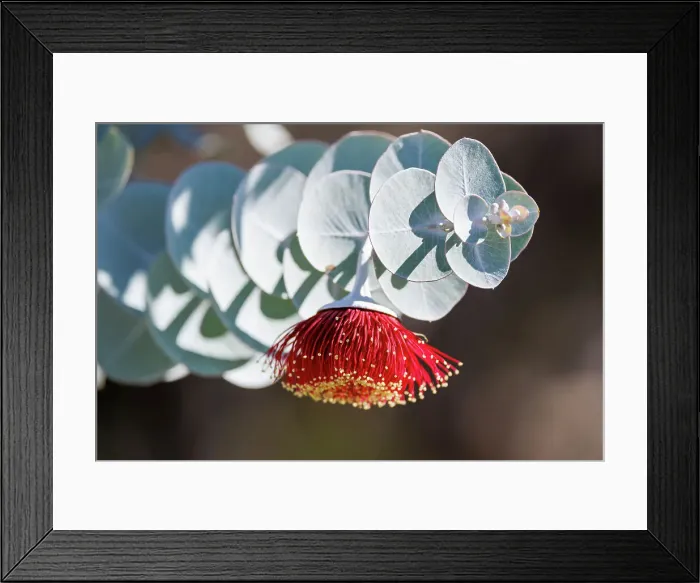 Framed Print : Red and Yellow Eucalyptus Gum Blossom - Eucalyptus macrocarpa, commonly known as mottlecah Framed Print : Red and Yellow Eucalyptus Gum Blossom - Eucalyptus macrocarpa, commonly known as mottlecah