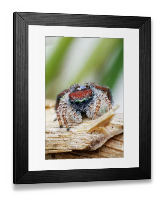Framed Print : Male Coastal Peacock Spider (Maratus Speciosus)