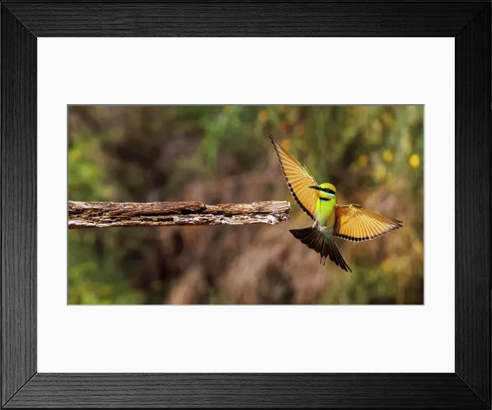 Framed Print : Rainbow Bee-eater in flight Framed Print : Rainbow Bee-eater in flight