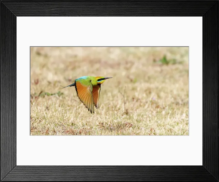 Framed Print : Rainbow Bee-eater in flight Framed Print : Rainbow Bee-eater in flight