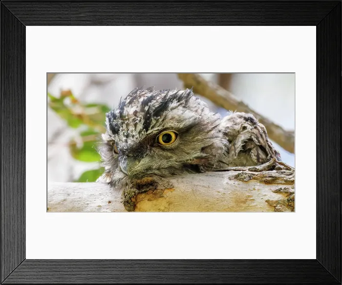 Framed Print : Baby Tawny Frogmouth perched on a tree branch looking down at the camera (Podargus Strigoides) Framed Print : Baby Tawny Frogmouth perched on a tree branch looking down at the camera (Podargus Strigoides)