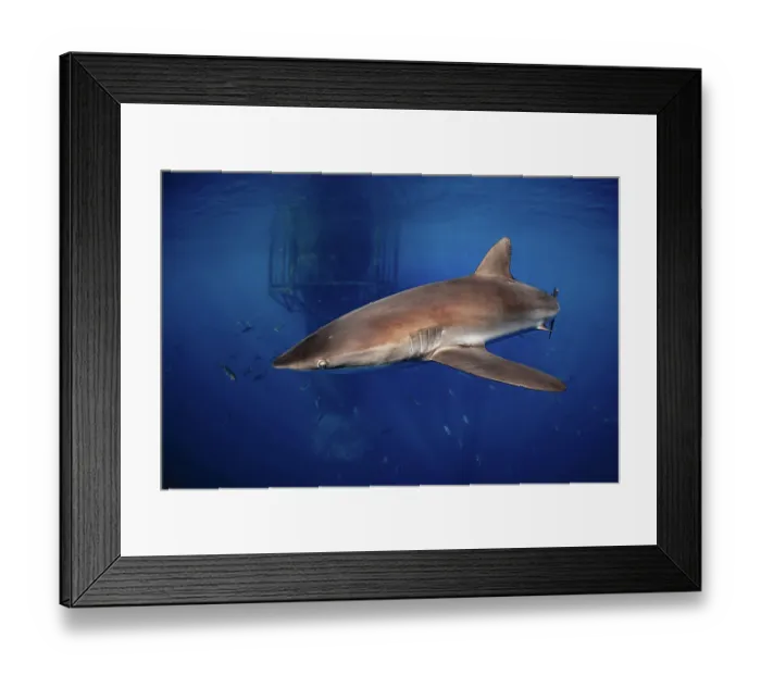 Framed Print : Single Silky Shark