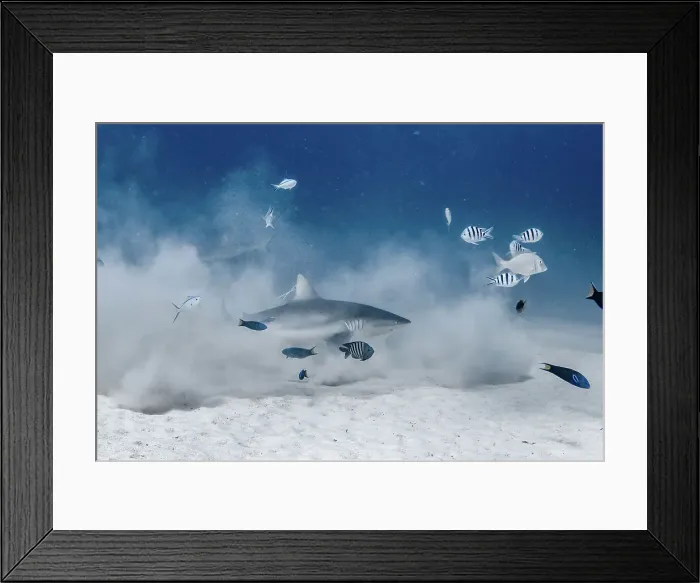 Framed Print : Hunting shark Framed Print : Hunting shark