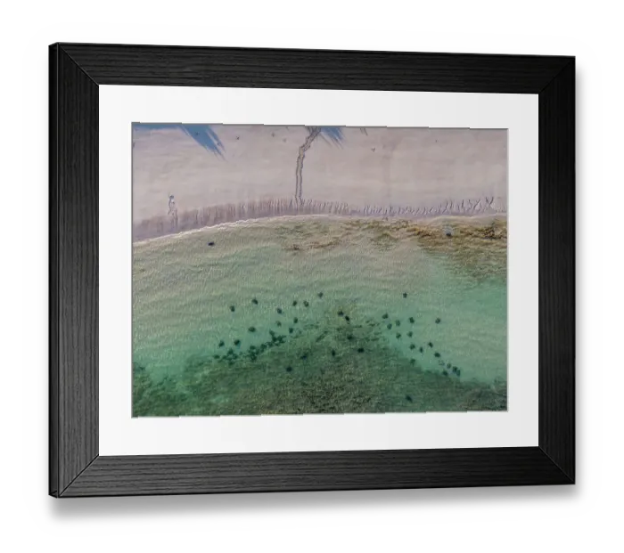 Framed Print : Amassing green turtles Framed Print : Amassing green turtles