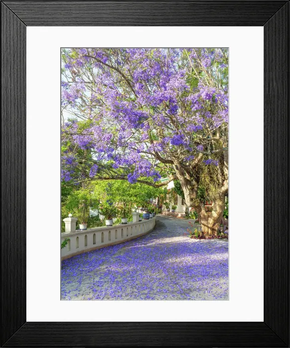 Framed Print : Jacaranda flower blossoming