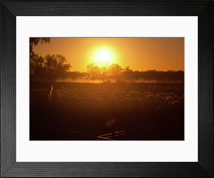 Framed Print : Sheep station sunrise