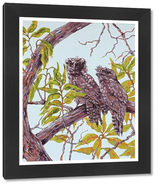 Tawny Frogmouth Podargus strigoides Birds Perched on a Branch Acrylic Painting