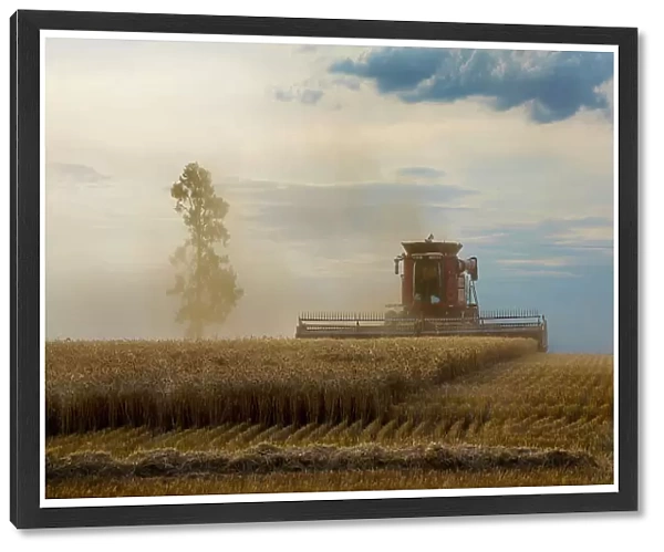 Harvesting a wheat crop in country NSW australia