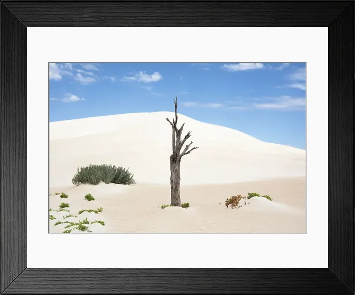 Framed Print : Dead tree in sand dunes. Coffin Bay National Park. Eyre Peninsula. South Australia