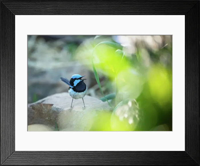 Framed Print : Superb Fairy Wren chirping Framed Print : Superb Fairy Wren chirping