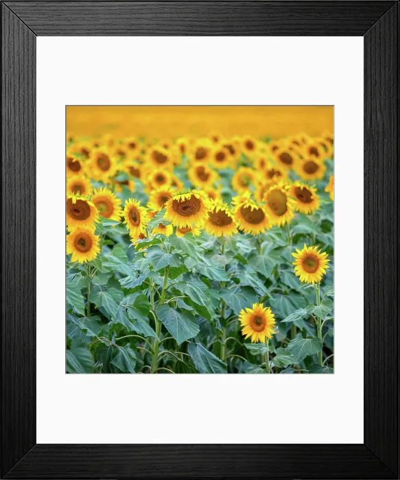 Framed Print : Sunflowers Framed Print : Sunflowers