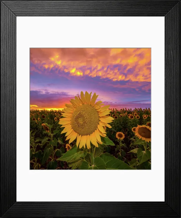 Framed Print : Sunflowers Framed Print : Sunflowers
