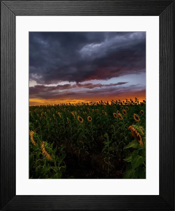 Framed Print : Sunflowers