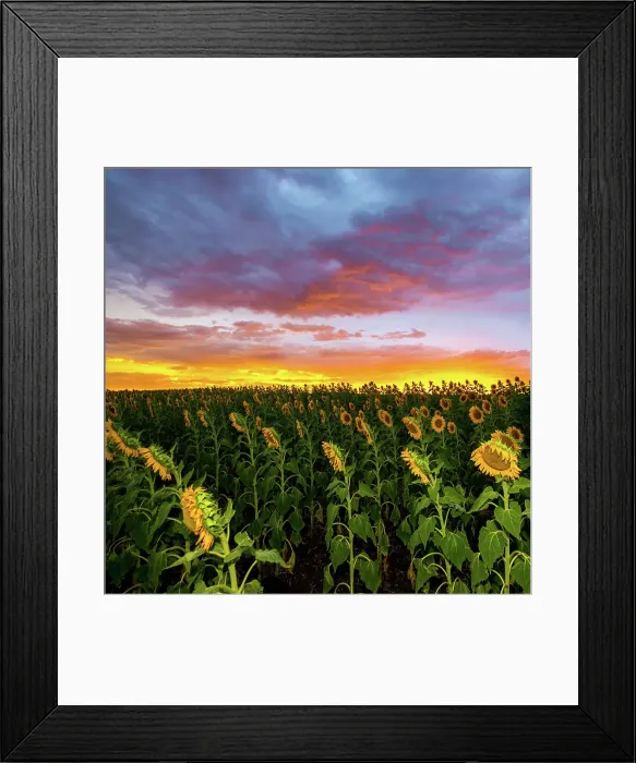 Framed Print : Sunflowers Framed Print : Sunflowers