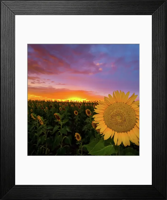 Framed Print : Sunflower sunset