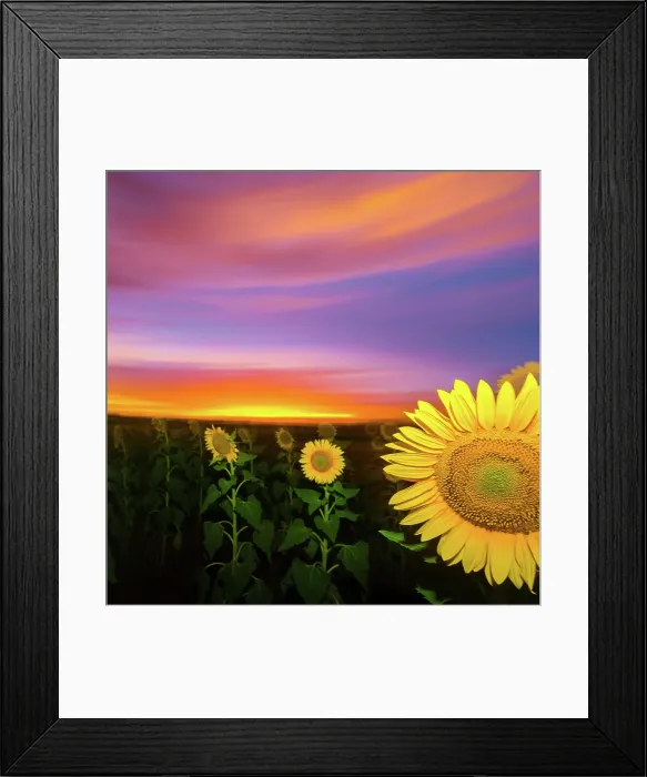 Framed Print : Sunflower