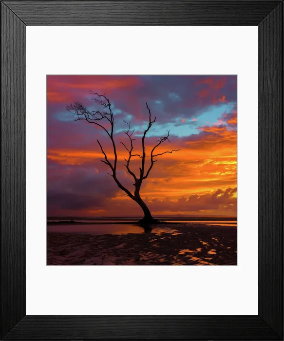 Framed Print : Tree Morning Framed Print : Tree Morning
