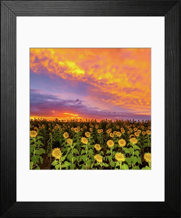 Framed Print : Sunflowers Framed Print : Sunflowers