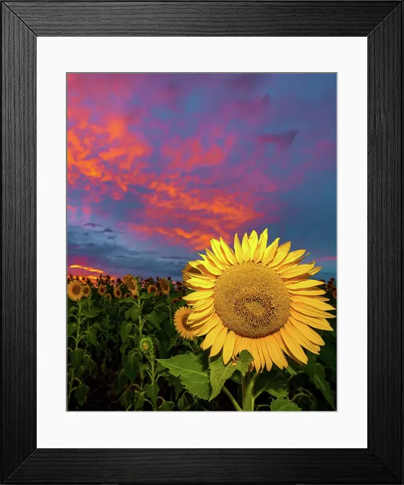 Framed Print : Sunflowers Framed Print : Sunflowers