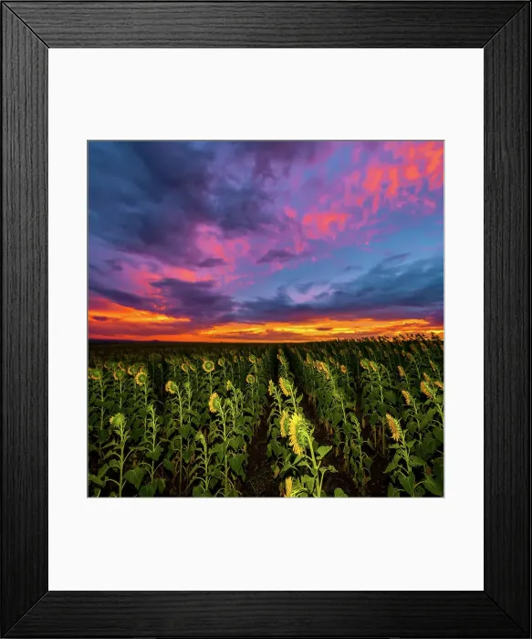 Framed Print : Sunflowers