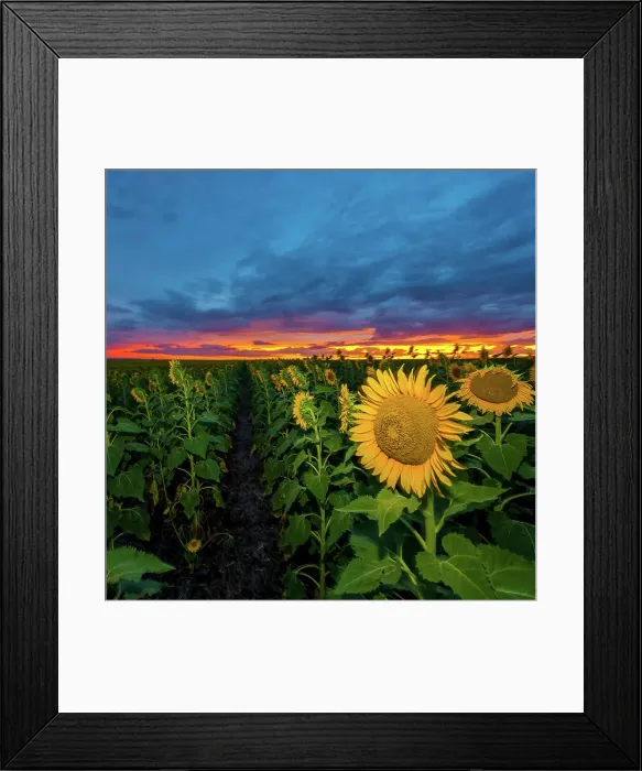 Framed Print : Sunflowers