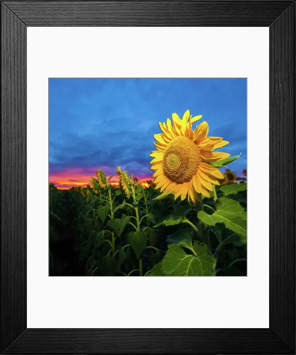Framed Print : Sunflower Sunset