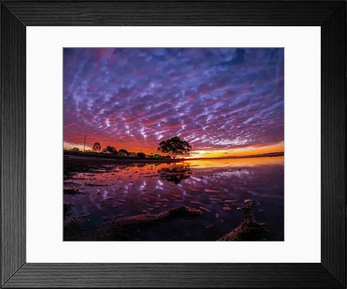 Framed Print : Brighton Tree