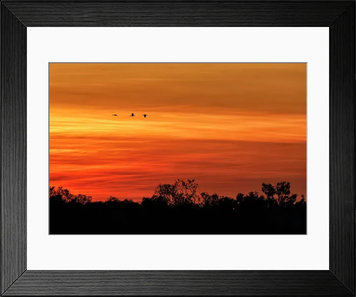 Framed Print : Silhouette of birds flying against orange sky Framed Print : Silhouette of birds flying against orange sky