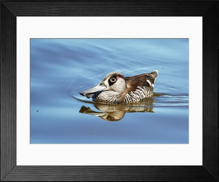 Framed Print : Pink-eared Duck (Malacorhynchus membranaceus)