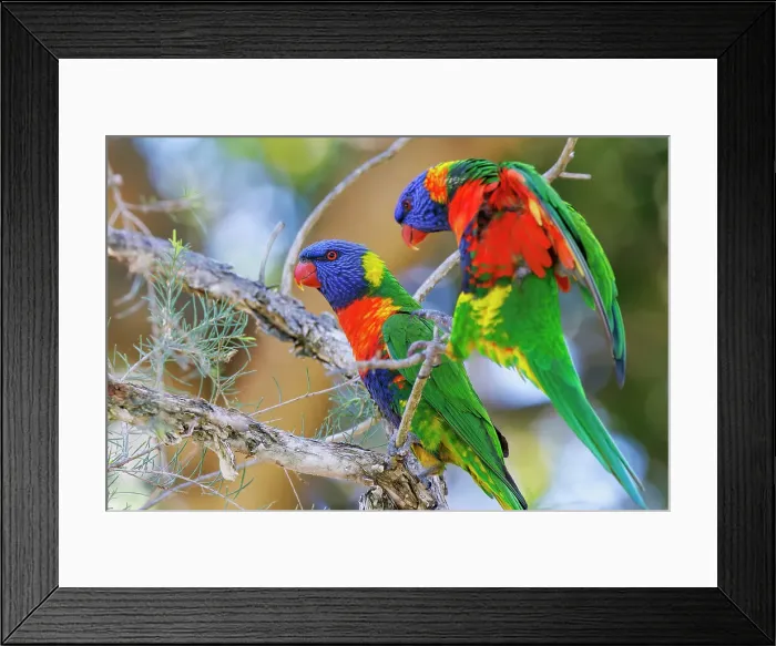 Framed Print : Rainbow Lorikeets perched in a tree Framed Print : Rainbow Lorikeets perched in a tree