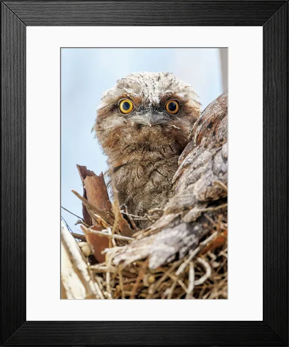 Framed Print : Baby Tawny Frogmouth in a nest on a tree branch looking down at the camera (Podargus Strigoides) Framed Print : Baby Tawny Frogmouth in a nest on a tree branch looking down at the camera (Podargus Strigoides)