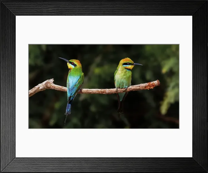Framed Print : Two Rainbow Bee-eaters perched on a tree branch