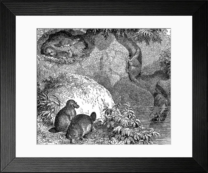 Framed Print : Platypuses (Ornithorhynchus Anatinus) and Burrow - 19th Century Framed Print : Platypuses (Ornithorhynchus Anatinus) and Burrow - 19th Century