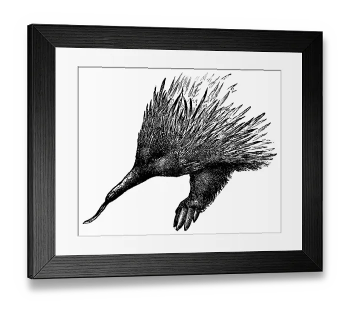 Framed Print : Short-Beaked Echidna (Tachyglossus Aculeatus) - 19th Century