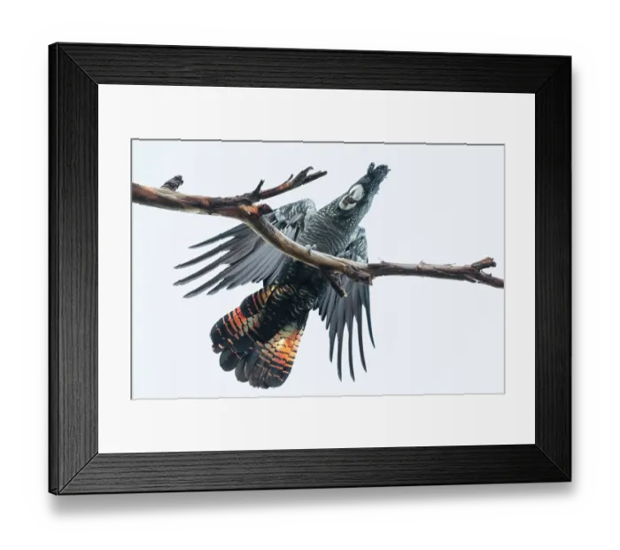 Framed Print : Red-tailed Black Cockatoo