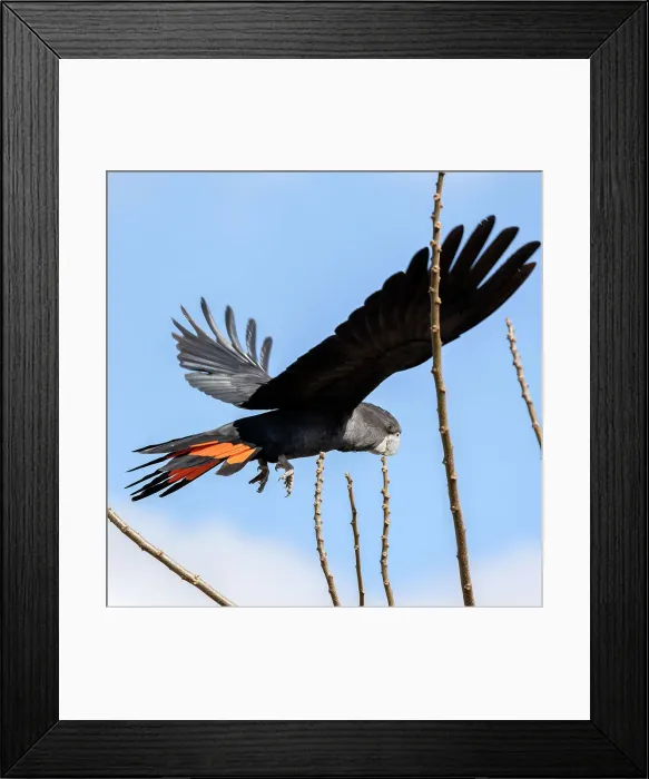 Framed Print : Red Tailed Black Cockatoo (Calyptorhynchus banksii)