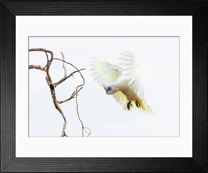 Framed Print : The Little Corella (Cacatua sanguinea) in flight over Lake Monger, Western Australia