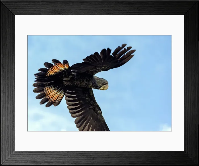 Framed Print : Red Tailed Black Cockatoo (Calyptorhynchus banksii) Framed Print : Red Tailed Black Cockatoo (Calyptorhynchus banksii)