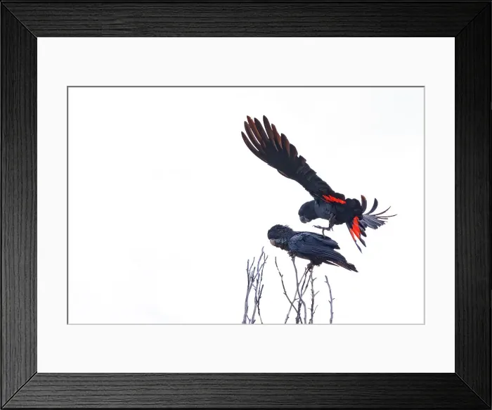 Framed Print : Red Tailed Black Cockatoo (Calyptorhynchus banksii) Framed Print : Red Tailed Black Cockatoo (Calyptorhynchus banksii)