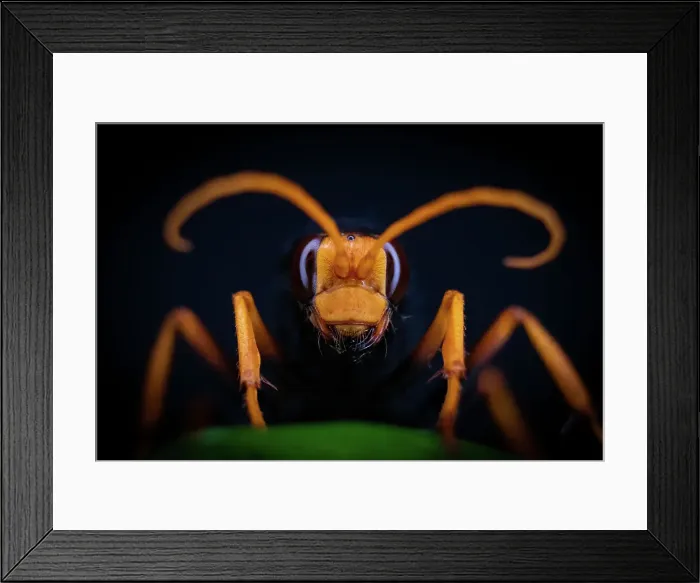 Framed Print : Hornet. Close up Hornet